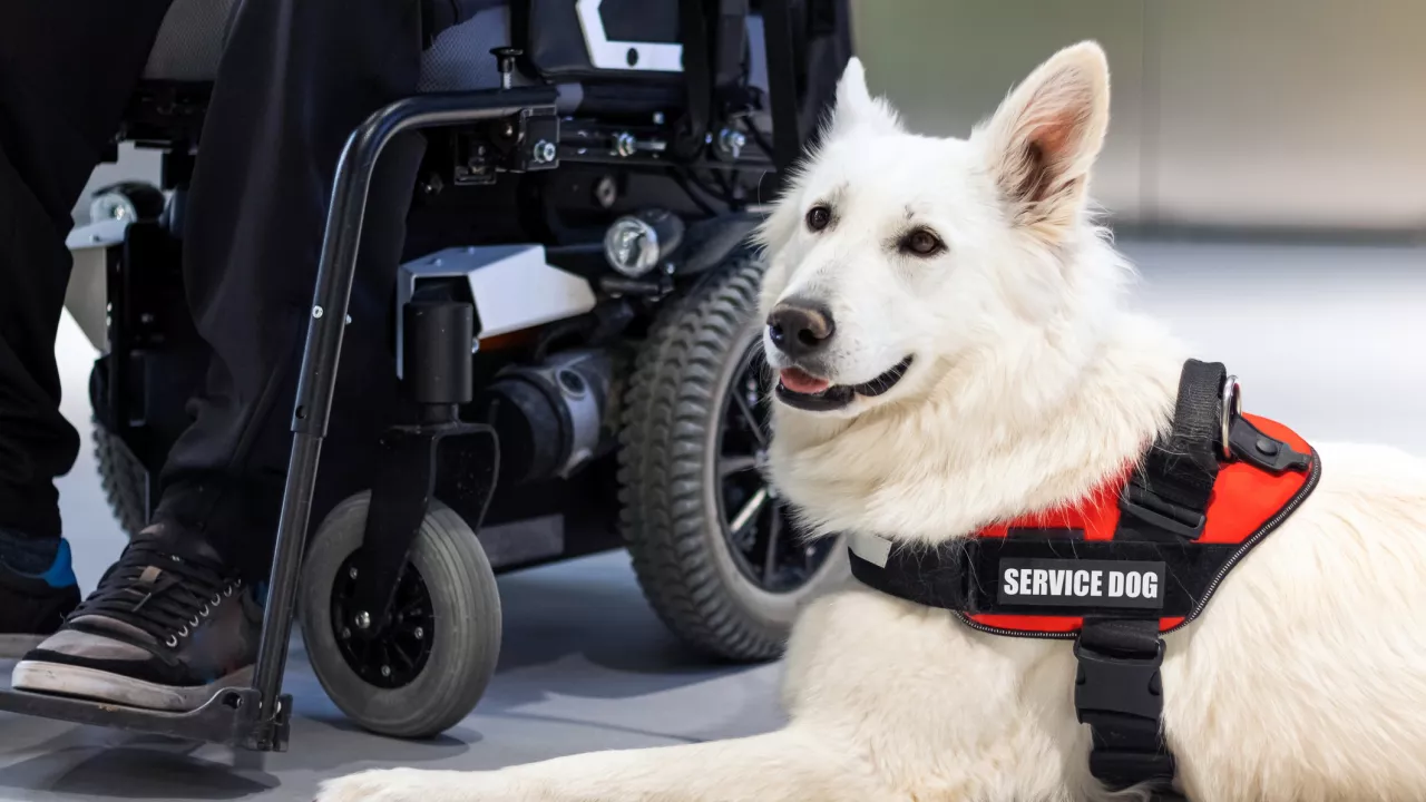 Photo of a white long haired service dog with pointy ears lying on the ground and wearing a red service dog vest. The dog is lying at the feet of a person sitting in a wheelchair.