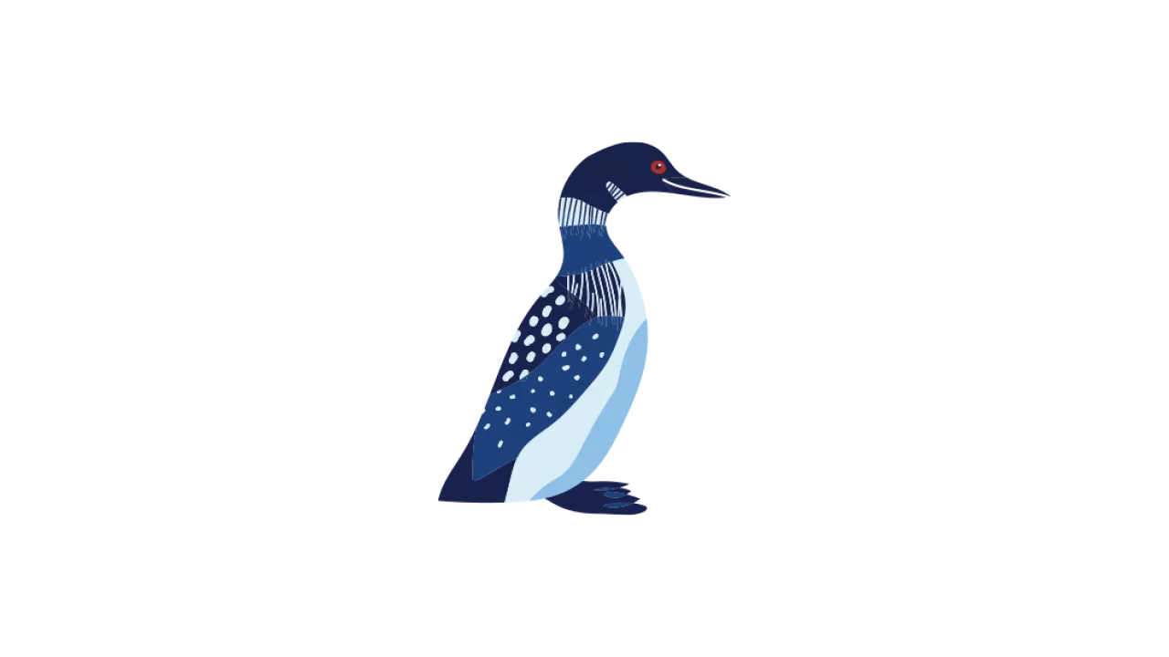An illustration of  a loon
